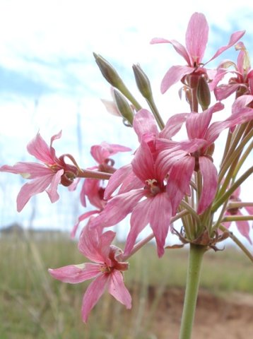 Pelargonium luridum pink flowers, green buds